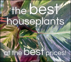 Shop for Gorgeous Houseplants